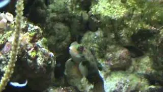 Spotted Mandarin Female Feeding on Frozen Brine Shrimp