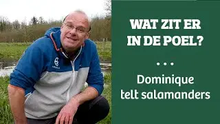 Welke salamanders leven er in een poel?