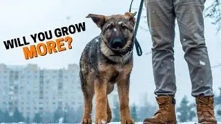 What Age Do German Shepherds Stop Growing?