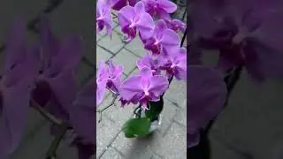 do ice cubes help promote promote orchid growth? 2 EPISODE SERIES #howtowithjessie