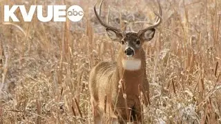 Texas Parks and Wildlife predicting 'exceptional' white-tailed deer season