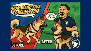 From Reactive to Relaxed | German Shepherd Akita Training Transformation with Pup Club