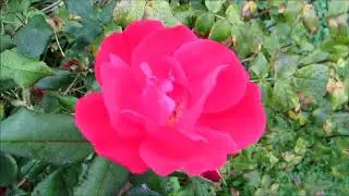 🌹🌹Update on my beautiful Knock Out Star Roses 10/14/2017🌹🌹