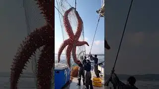 Caught on Camera: Unusual Animal Encounters!