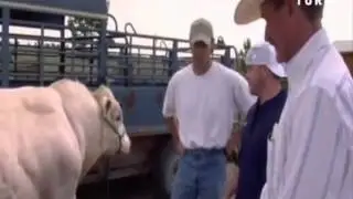 Genetically modified cows