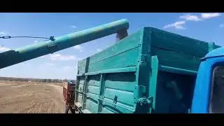 Уборка соняшника Саксон, Альдазор, Рекольд🌻