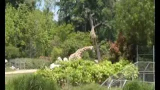 Parc de la Tête d'Or - Panasonic SD 700