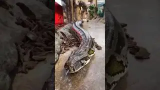 zaint snake transformation ☠️#snake #transformation  #animal hi #trollface #viralvideos #editing
