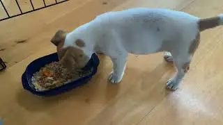 Jack Russell Puppy - What I Feed Angus for breakfast and tea