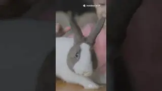 Potty Train Your Bunny: Litter Box Success!