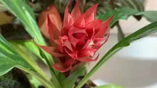 Мои драгоценные орхидеи. Цветение орхидеи стенорринхос (Stenorrhynchos speciosum)