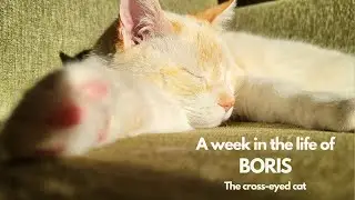 #1 A week in the life of Boris our cross-eyed cat, chilling eating sleeping playing snoring relaxing