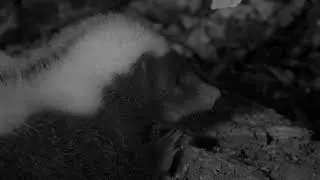 The Striped Hog-Nosed Skunk in Costa Rica