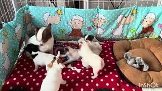 Being a father of six is a hard job