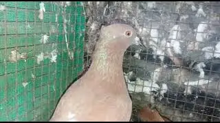 pigeon all breeding pair's for sale 700 rs each call him .8801051233