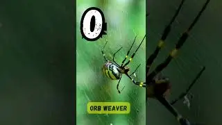 Insects Song Short for Kids | Fun Bug Learning Song for Children | #abcd #kids #learning #shorts