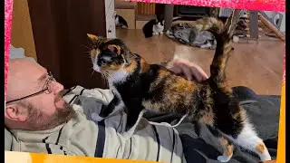#752 Lovely Diana 🥰 Cute calico cat