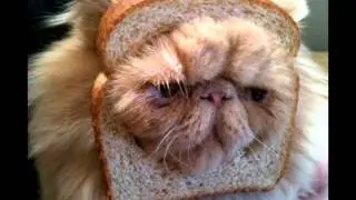 Mek Pek & Habbasutterne - Habba Habba Zoot Zoot [In-bread cats]