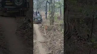 today MUSHI maa shiting sanjay Dubri national park for booking jungle safari pls contact 9993051820