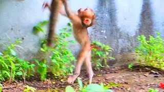 Live:Pure Joy &mdash; Baby LORENA Enjoys Happy and Playful Moments with Her Loving Family 🐒💖