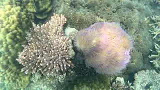 Pink Anemonefish in a pink sea anemone at the Frankland Islands, Australia