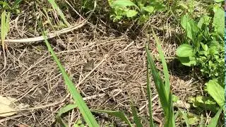 タイワンウラナミジャノメ / Ypthima multistriata　台湾福山村　2017/03/27 Butterfly of Taiwan, Nantou County