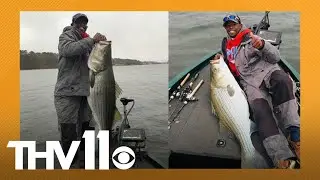 Arkansas pro angler reels in monster striped bass