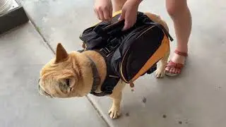 Demo for Dog Backpack Saddlebag Harness for Hiking, Walking, Camping!  video