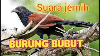 Suara pikat burung BUBUT minyaknya yang punya banyak manfaat