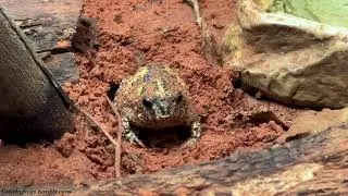 Grumpy Golfball Friend (Crucifix Frog) at Melbourne Zoo!