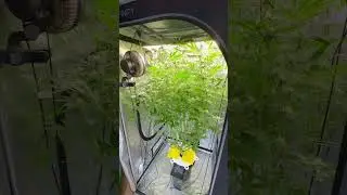 Growing hydro💧 flower room