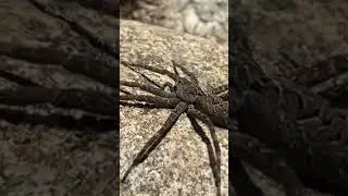 Hand sized spiders aren&rsquo;t my friend #spider #nope #shortsclip #fishing