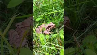 How a brown frog looks like #amphibia #frog #animal #trending #shorts  / MyWay