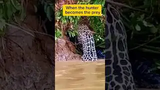 When the hunter becomes the prey #hunter #prey