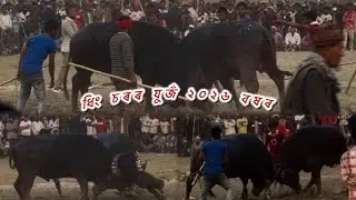 __Dhing Soror fight 2026🔥__#like #buffalo #mohjuj #viral #viralvideo #trendingvideo#new #bull #2026 