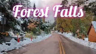 Forest Falls