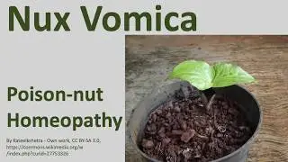 18 Homeopathy Medicine, Homeopathic Remedies - Nux Vomica (Poison Nut)