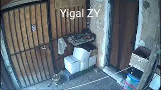 A Smart Cat Technician [ZY]