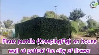 Ficus pumila (Creeping&nbsp;&nbsp;Fig) on house wall at pattoki the city of flower