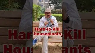 TOP 6 Hard To Kill Plants | Easy to Grow House Plants for Beginners #gardeningforbeginners