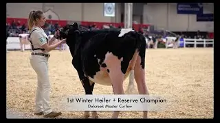 4H Winter Heifer -Stylish Master Daughter - Dalcreek Curfew +Reserve  Grand.Sponsor-Jensen Halters
