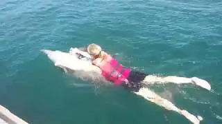 swimming with dolphin bali