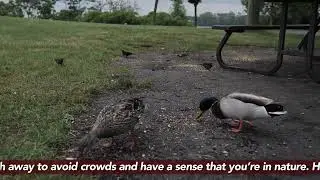 Nature Meets The City  | Waterfront Park | ROAD TRIPS TIPS & TOURS Humber Bay Park  TORONTO
