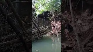 full of struggle to catch the owl #nature #cuteanimals #funnyanimals #animals #awesomethings