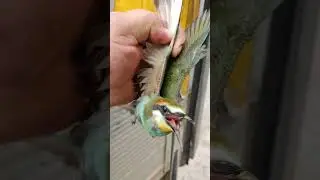 щурка золотистая враг пчел