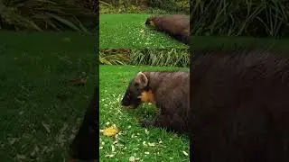 Pine Marten &ldquo;hoovering&rdquo; the lawn. #wildlife #pinemarten #nature