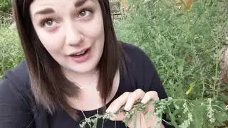 A Look at Lambs Quarters (Chenopodium album) - Herb of the Month Club