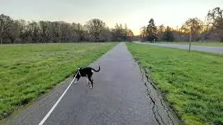Quiet Winter Dog Walk | Calm Morning Trails at Champoeg State Park