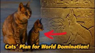 How Cats Domesticated Humans: The Untold Story