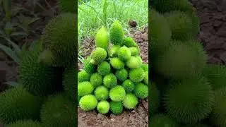 #people ignore the spiky vegetable! #hiddenveg😱#amazingfacts🤔 #healthbenefits #facts #youtubeshorts